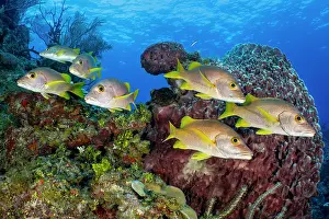 Snapper Prints: RF - School of Schoolmasters (Lutjanus apodus) swimming near a Barrel sponge (Xestospongia muta) on a coral reef
