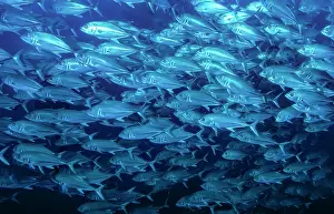 School Prints: RF - Schooling Bigeye jacks (Caranx sexfasciatus)