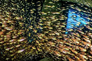 Pempherididae Prints: RF - Schooling Golden sweepers (Parapriacanthus ransonneti) inside the wreck of the Dunraven