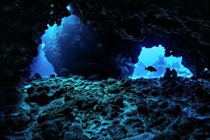 Percomorphi Gallery: RF - Schoolmaster snapper (Lutjanus apodus) swimming through underwater caverns within a coral