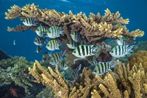 RF - Scissortail sergeants fish (Abudefduf sexfasciatus) sheltering beneath hard coral (Acropora sp. ) in the evening on a coral reef, Red Sea