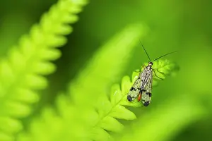 Cornwall Prints: RF - Scorpion fly (Panorpa sp.) female
