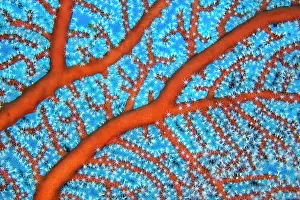 Papua New Guinea Prints: RF - Sea fan (Euplexaura sp.) detail