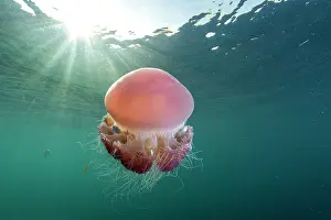 Banda Sea Prints: RF - Sea tomato jellyfish (Crambione mastigophora) with juvenile Pilot fish (Naucrates ductor) among its tentacles
