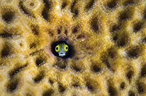Acanthemblemaria Gallery: RF- Secretary blenny (Acanthemblemaria maria) peering from hole in massive Starlet coral