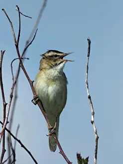 Yorkshire Prints: RF - Sedge warbler (Acrocephalus schoenobaenus) male