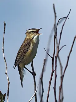 Yorkshire Prints: RF - Sedge warbler (Acrocephalus schoenobaenus) male