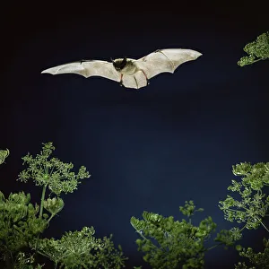 Negative Space Prints: RF- Serotine bat (Vespertilio serotinus) in flight above Hogweed. Captive, UK