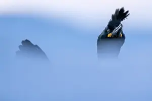 Norway Prints: RF - Shag (Phalacrocorax aristotelis) portrait
