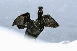 Nordic Countries Prints: RF - Shag (Phalacrocorax aristotelis) posing with wings spread during heavy snowfall