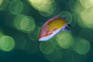 RF - Shallow depth of field portrait of male Scalefin anthia (Pseudanthias squamipinnis) RF - Shallow depth of field portrait of male Scalefin anthia (Pseudanthias squamipinnis)