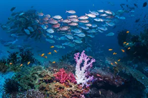 Snapper Prints: RF - Shoal of Slender pinjalo snappers (Pinjalo lewisi) swimming over soft corals on coral reef