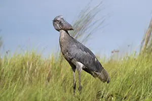 Bog Bird Prints: RF - Shoebill (Balaeniceps rex) female
