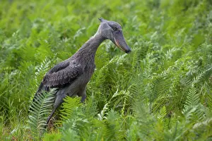 Bog Bird Prints: RF - Shoebill (Balaeniceps rex) walking through swamp