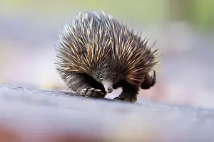 Tachyglossus Prints: RF - Short-beaked echidna (Tachyglossus aculeatus) returning to its daytime den