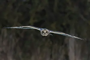 Asio Prints: RF - Short-eared owl (Asio flammeus) in flight