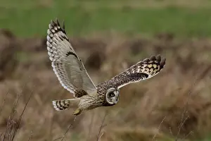 Asio Prints: RF - Short-eared owl (Asio flammeus) in flight