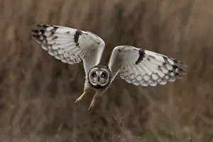 Asio Prints: RF - Short-eared owl (Asio flammeus) in flight