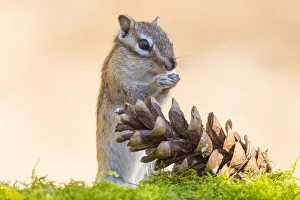 RF - Siberian chipmunk (Eutamias sibiricus) eating pinenuts from pine cone, living wild. Near Tilburg, the Netherlands. April. (This image may be licensed either as rights managed or royalty free. )