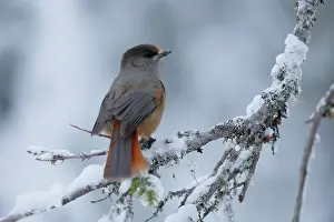 Rear View Prints: RF - Siberian jay (Perisoreus infaustus) perched on snow-covered branch
