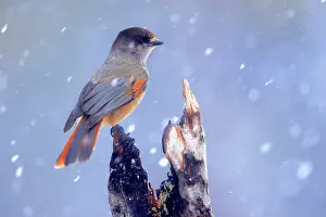 Corvidae Prints: RF - Siberian jay (Perisoreus infaustus) perched on a tree trunk in snow