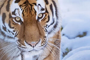 Tigers Gallery: RF - Siberian tiger (Panthera tigris altaica) in snow, captive
