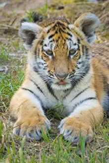 Tigers Gallery: RF - Siberian tiger (Panthera tigris altaica) cub, age 3 months. Captive