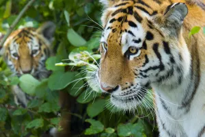 RF - Siberian tiger (Panthera tigris altaica) female, with cub peering through vegetation