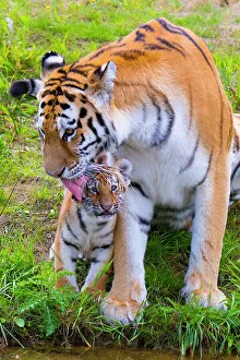 Caring Prints: RF - Siberian tiger (Panthera tigris altaica) female grooming cub age three months