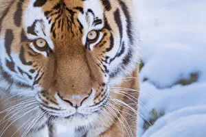 RF - Siberian tiger (Panthera tigris altaica) in snow, captive