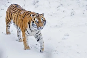 RF - Siberian tiger (Panthera tigris altaica) in snow, captive