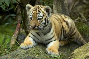 Contemplation Prints: RF- Siberian tiger (Panthera tigris altaica) young cub, lying down, looking away, captive