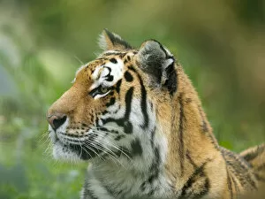 Tigers Gallery: RF - Siberian tiger (Panthera tigris tigris). Captive