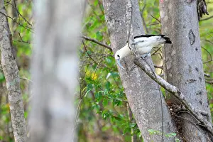 Curiosity Prints: RF - Sickle-billed vanga (Falculea palliata) investigating tree branch in forest understorey