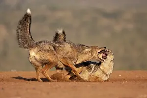 Canis Prints: RF - Two Side-striped jackals (Canis adustus) displaying aggression-submission behaviour