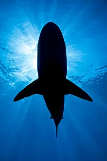 Images Dated 28th April 2020: RF - Silhouette of a large Pelagic silky shark (Carcharhinus falciformis