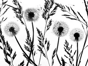 Seeds Gallery: RF - Silhouettes of Dandelion (Taraxacum officinale) seed heads and grasses, England, UK