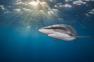Carcharhinus Prints: RF - Silky shark (Carcharhinus falciformis) swimming beneath the surface of the ocean
