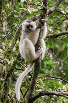 Republic Of Madagascar Prints: RF - Silky sifaka (Propithecus candidus) sitting in a tree