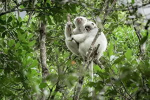 Republic Of Madagascar Prints: RF - Two Silky sifakas (Propithecus candidus) sitting in a tree