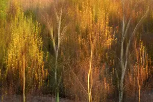 Foliage Prints: RF - Silver birch (Betula pendula) trees in autumnal colours