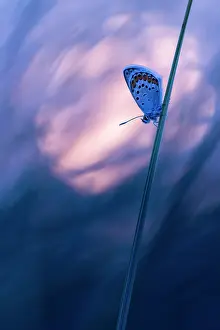 Lycaenid Prints: RF - Silver studded blue butterfly (Plebejus argus) resting on marram grass at twilight