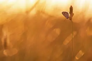 Papilionoidea Prints: RF - Silver-studded blue butterfly (Plebejus argus) roosting on grasses bathed in warm evening light