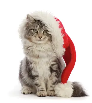 Enjoyment Prints: RF - Silver tabby cat, Freya, age 5 months, wearing a Father Christmas hat