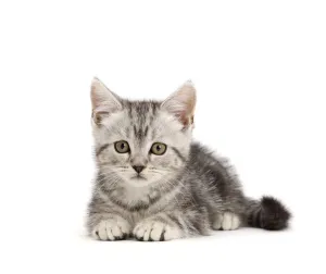 RF - Silver tabby kitten, age 10 weeks
