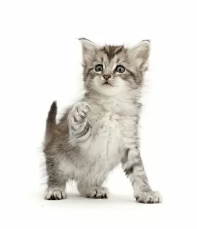 Images Dated 26th April 2017: RF - Silver tabby kitten with raised paw