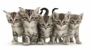 Images Dated 26th April 2017: RF - Five silver tabby kittens standing in a row