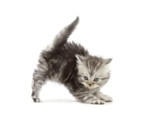 Kitten Prints: RF - Silver tabby Persian-cross kitten arching back in playful confrontation