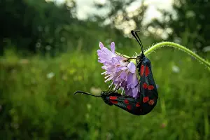 Meadow Prints: RF - Six-spot burnet moths (Zygaena filipendulae) pair mating on a flower in a meadow at sunset