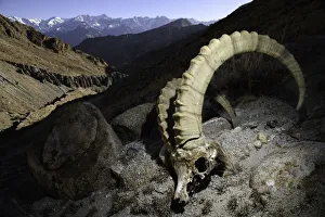 Himalaya Prints: RF - Skull of a male Himalayan ibex (Capra sibirica) (killed by a snow leopard) lying
